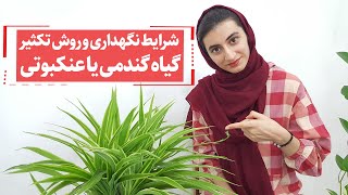 گل گندمی مناسب نگهداری برای افرادی که تازه وارد دنیای گل و گیاه شدن