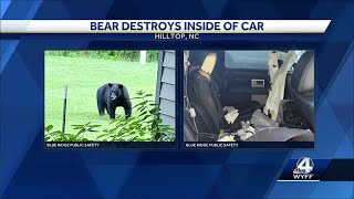 Bear in North Carolina destroys inside of car after getting locked inside, police say