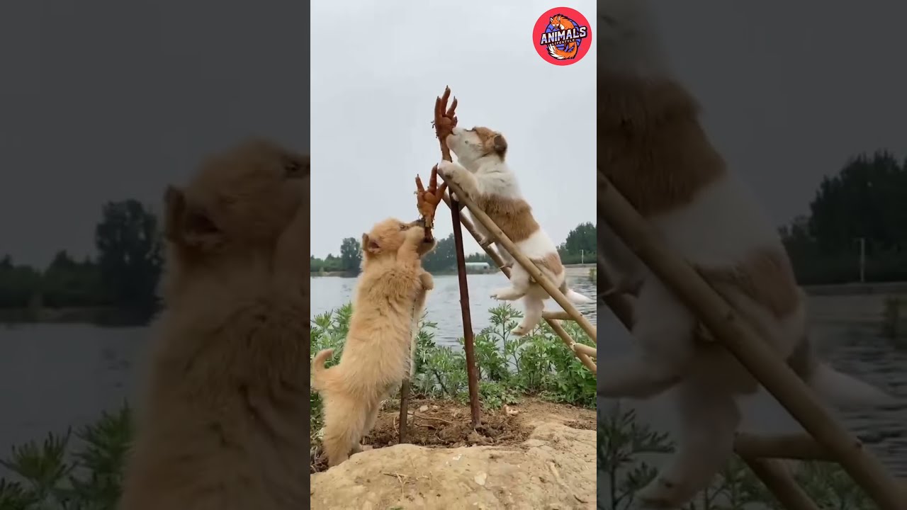š Smart Dog Video 2021 _|02|_ #short - YouTube