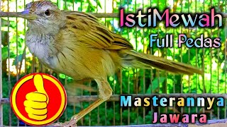 istimewah full pedas masterannya para jawara lomba khas cucak koreng.