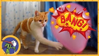 Рыжик и шарик Рыжик и шарик
