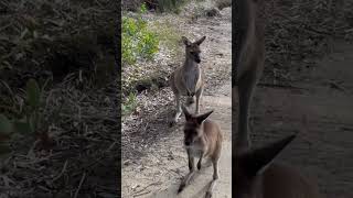 Kangaroos Beach Hopping shorts kangaroo beach
