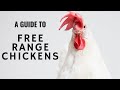 Start your Free range Chicken farm easily