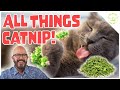 Catnip considered is it right for your cat