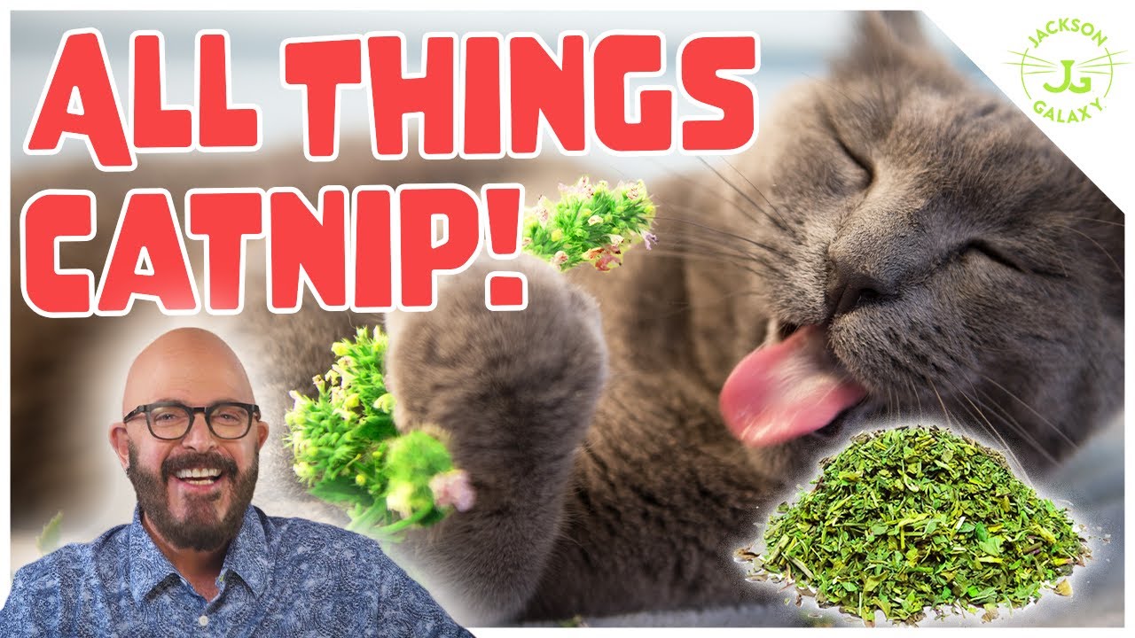 What is catnip?