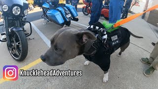 Knucklehead the Dog rides a Motorcycle everywhere with his Dad!