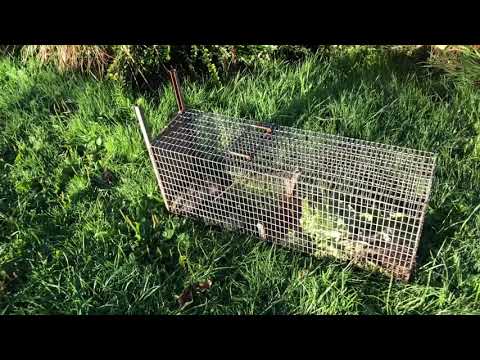 Vidéo: Comment chasser un lapin (avec photos)