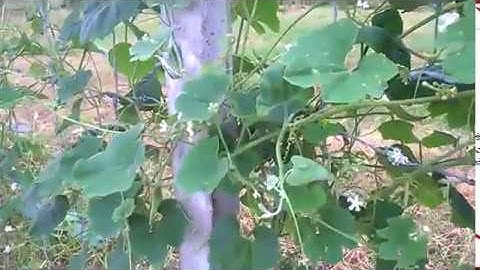 Mẹo trồng lặc lè cho ra sai quả.