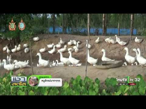 เลี้ยงเป็ดปักกิ่งในไร่นาสวนผสม | 10-08-59 | เช้าข่าวชัดโซเชียล | ThairathTV