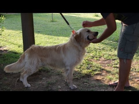 Βίντεο: Πώς να εκπαιδεύσει ένα σκυλί για να μείνει δίπλα σας