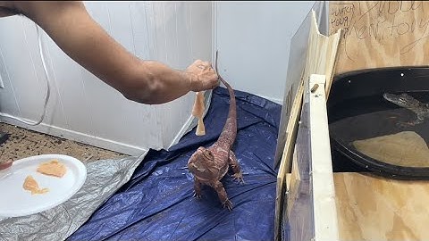 PROGRESS WITH TAMING MY HUGE AGGRESSIVE TEGU