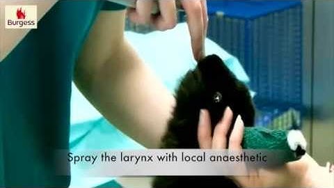 Burgess Vet Club   Rabbit intubation video