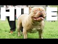 World S Biggest XL Bully Show