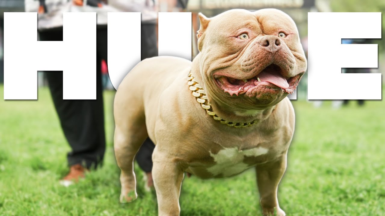 World's biggest XL Bully Show!