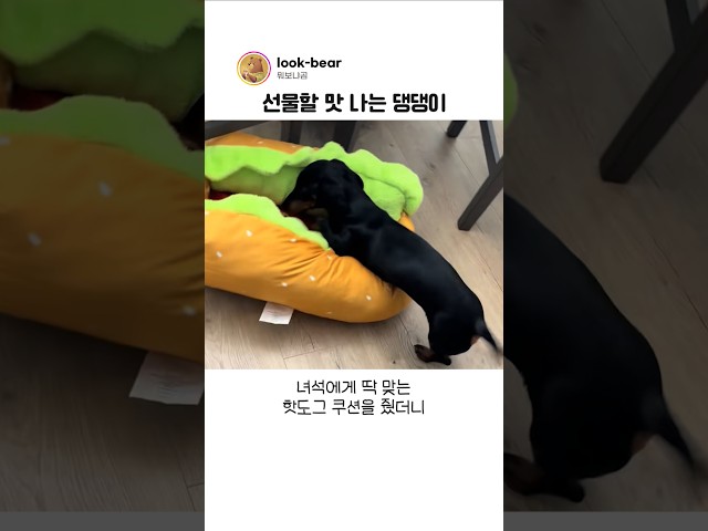 댕댕이에게 방석을 선물했더니 생긴 일