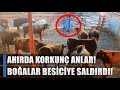 Fkeli boalar besiciye saldrd yerde srkledi te o mucize kurtulu  agro tv haber