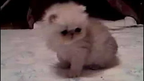 Video 9881651: exotic longhair persian, exotic longhair kitten, persian cattery exotic, silver shaded kitten