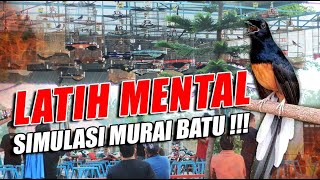 Simulasi Lomba Murai Batu LATIH MENTAL FULL TEMBAKAN KASAR DAN TAJAM ❗❗❗