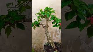 bonsai bunga bugenvil
