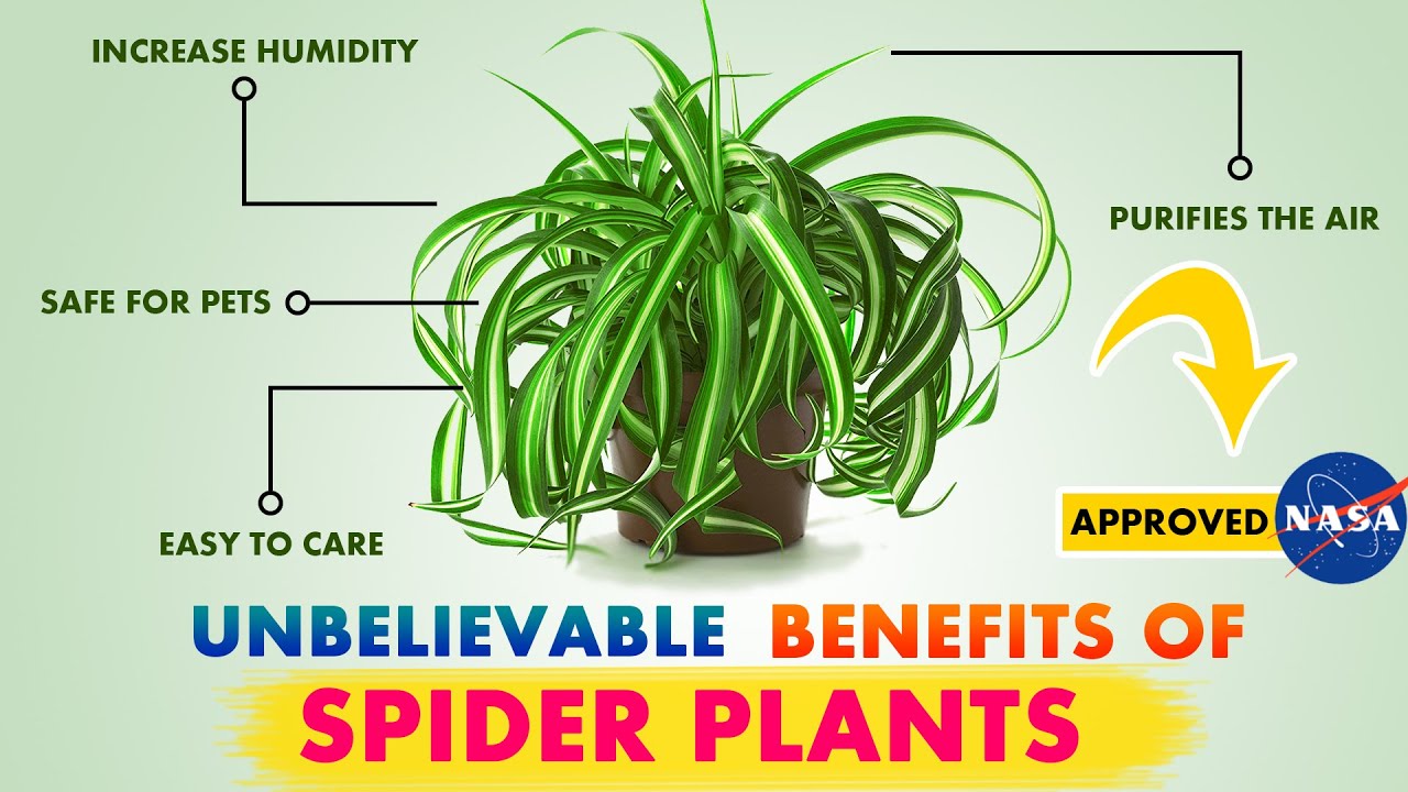 7 Spider Plant Benefits And Why Your Home Needs One