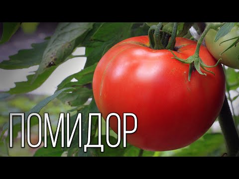Помидор: 'Сеньор' из Южной Америки | Интересные факты про томаты