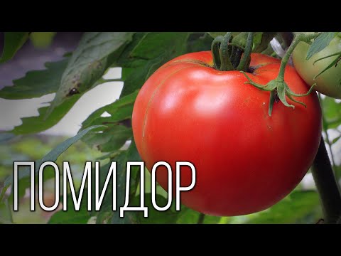 Video: Tomate - ¿baya o verdura?