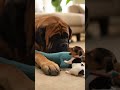 Shocking! The poor kitten has the Transformer ! The puppy freezes mid-run #shorts #ai #story