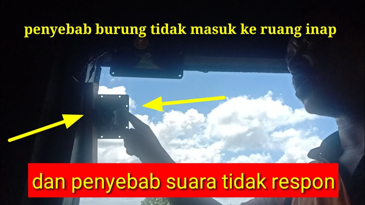 cara menarik burung walet 