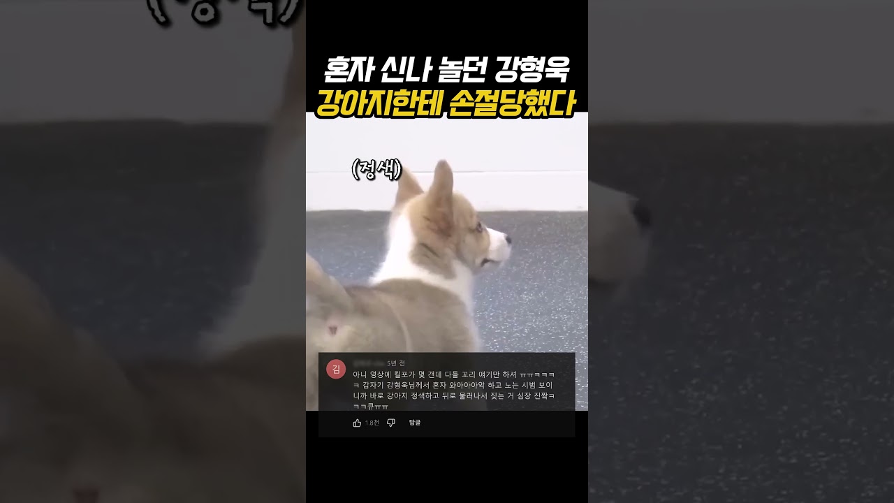 혼자 신나 놀던 강형욱 강아지한테 손절당했다