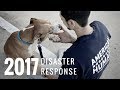 American humane  disaster response 2017