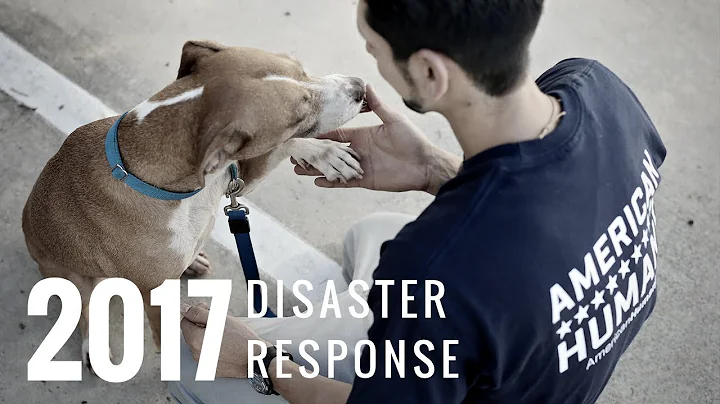 American Humane - Disaster Response 2017