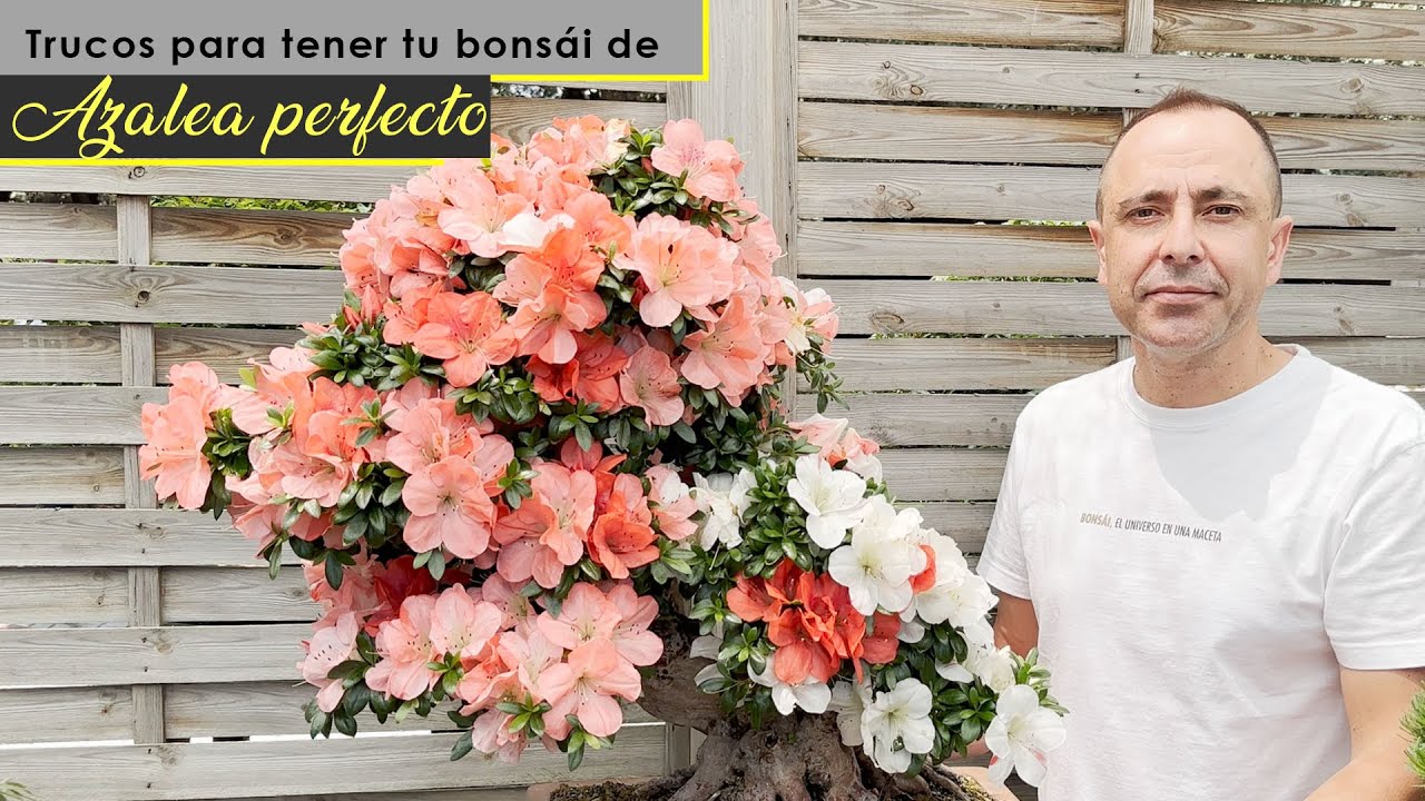 Trucos para tener tu bonsái de azalea perfecto.