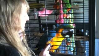 Montaz's 39th Birthday   Macaw Parrot Rainbow sings and dances Happy Birthday with Naomi by John3versesixteen 742 views 11 years ago 32 seconds