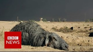 Black sheep of Iraq - BBC News