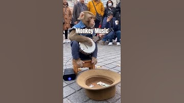 Monkey Street Performer 🎸🐒 #entertainment #comedy