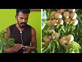 Sapota ottu poduvathu eppadi   how to grow sapota tree grafting | m7 |