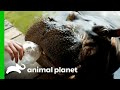 Hippo Is Raised By Humans | The World's Oddest Animal Couples