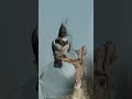 Belted kingfisher dive and eat a fish up close