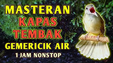 Masteran Suara Burung Kapas Tembak Gacor Dengan Suara Gemericik Air | TANPA IKLAN