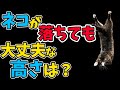 ネコが落ちても大丈夫な高さは？【WoWキツネザルのペットのヒーローになれる雑学】猫