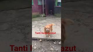 Download Lagu Aunt Ileana fell! MP3