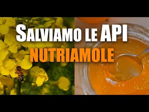 Salviamo le Api: Nutriamole con il Lievito di Birra