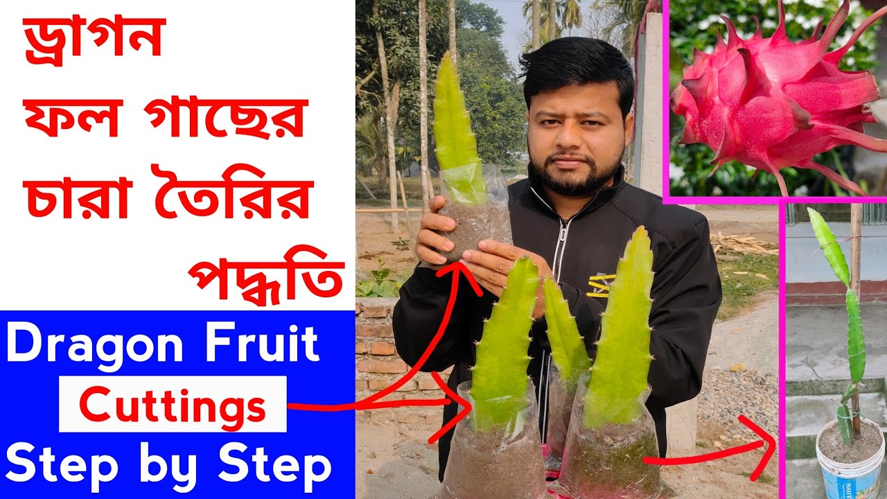 How To Cutting Dragon Fruit Plant, ড্রাগন ফল গাছের চারা তৈরির পদ্ধতি, YouTube