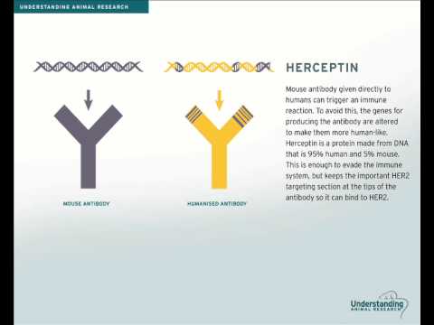 Herceptin - the first monoclonal treatment for cancer