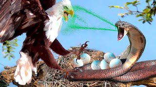 Poor Eagle! Eagle Becomes a Victim of the Deadly Trap of the Evil King Cobra | Animal world