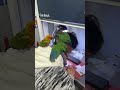 头就是窝 哪里都不去#小太阳鹦鹉