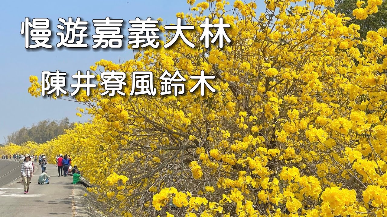 慢遊大林陳井寮黃花風鈴木｜黃色浪漫花海大道，景點路線介紹｜台灣嘉義觀光旅遊景點推薦