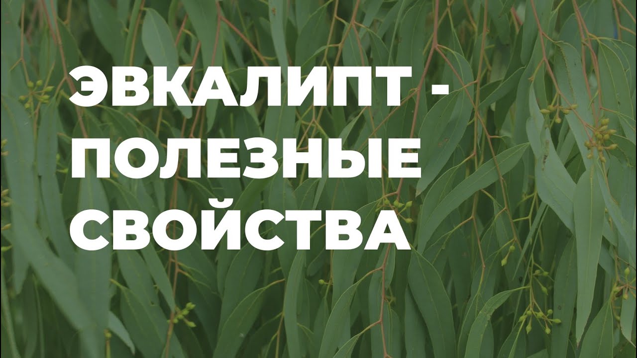 Эвкалипт - как применять, полезные свойства, народные рецепты / Захар Травник