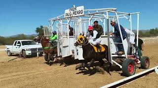 Carreras de Caballos Taste Palo Fierro Edijo La Sangre 09 Mayo 2026