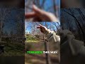 Tree Removal Challenge | Leaning Trees!